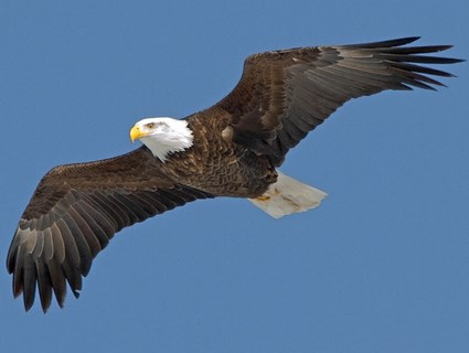 Eagle Bird on Bald Eagle  Identification  All About Birds   Cornell Lab Of