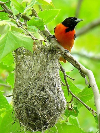 Adult male at nest
