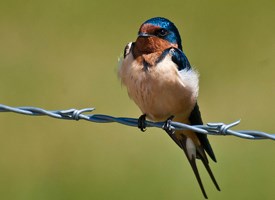 Barn Swallow Photo