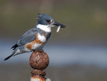 A female Belted Kingfisher (Ceryle alcyon) with a freshly caught fish