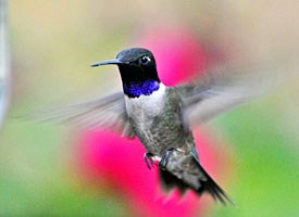browse by bird family taxonomy hummingbirds all about birds humming birds 275x200