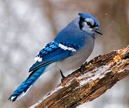 http://www.allaboutbirds.org/guide/PHOTO/LARGE/blue_jay_8.jpg