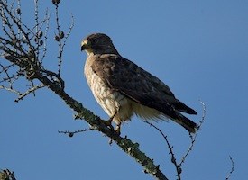 Hawk Bird on Broad Winged Hawk  Identification  All About Birds   Cornell Lab Of