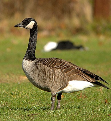 canada goose beanie