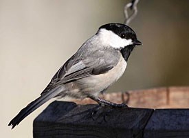 http://www.allaboutbirds.org/guide/Carolina_Chickadee/id