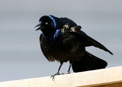 common grackle bird. There are 100′s of irds going