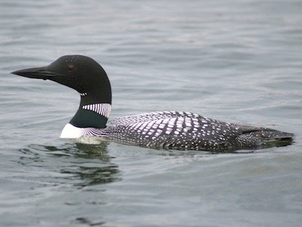 http://www.allaboutbirds.org/guide/PHOTO/LARGE/common_loon_jmkosciw.jpg