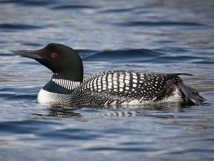 http://www.allaboutbirds.org/guide/PHOTO/LARGE/common_loon_joshmerril.jpg
