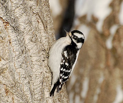 Hairy Woodpecker – Male - Birding and.