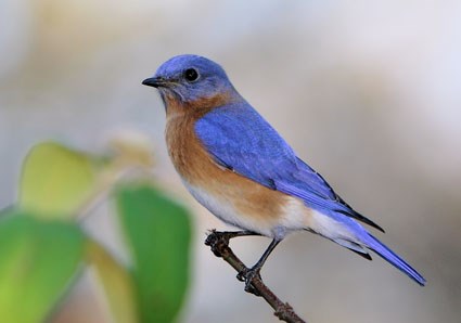 Blue Birds on Eastern Bluebird  Identification  All About Birds   Cornell Lab Of