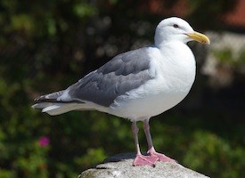 Glaucous-winged Gull Photo