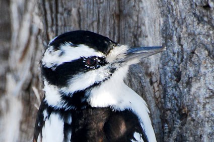 Hairy Woodpecker Adult female