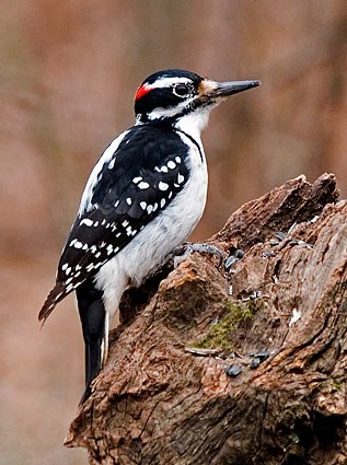 Hairy Woodpecker Adult male