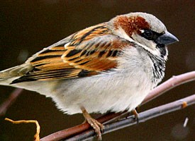 House Sparrow Photo