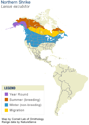 Range map of the northern shrike in the Americas