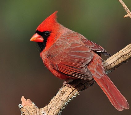 Cardinal Bird on Northern Cardinal  Identification  All About Birds   Cornell Lab Of