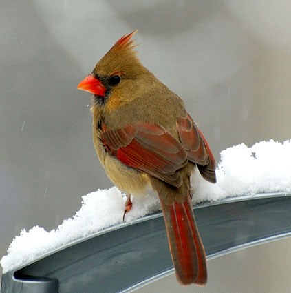 http://www.allaboutbirds.org/guide/PHOTO/LARGE/northern_cardinal_2.jpg