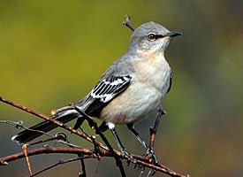 http://www.allaboutbirds.org/guide/Northern_Mockingbird/id