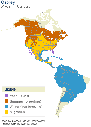Osprey Range Map
