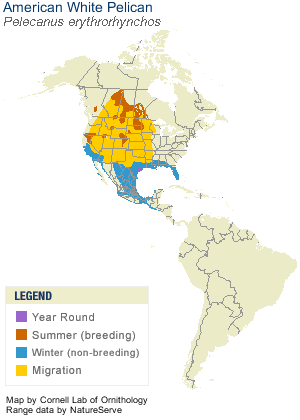 American White Pelican Range Map