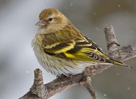 http://www.allaboutbirds.org/guide/Pine_Siskin/id