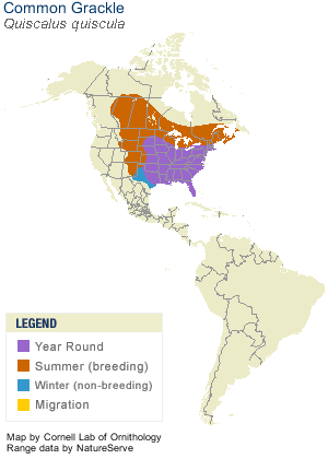 common grackle bird. Common Grackle Range Map