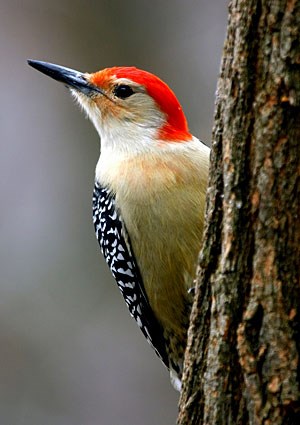http://www.allaboutbirds.org/guide/PHOTO/LARGE/red_bellied_woodpecker_5.jpg