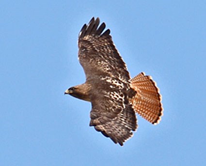 Red-tailed Hawk, Identification, All About Birds - Cornell Lab of ...