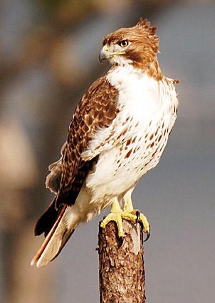  Tailed Hawk Wings on Light Morph Adult