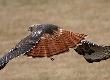 Red-tailed Hawk, Identification, All About Birds - Cornell Lab of