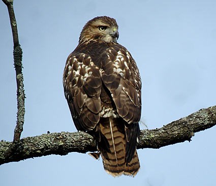  Tailed Hawk on Red Shouldered Hawk  Identification  All About Birds   Cornell Lab Of