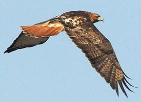  Tailed Hawk Flying on Short Fun   Part 76