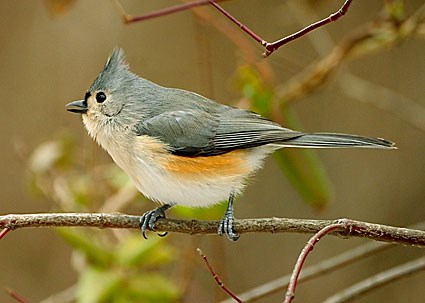 Tufted Titmouse from allaboutbirds.org