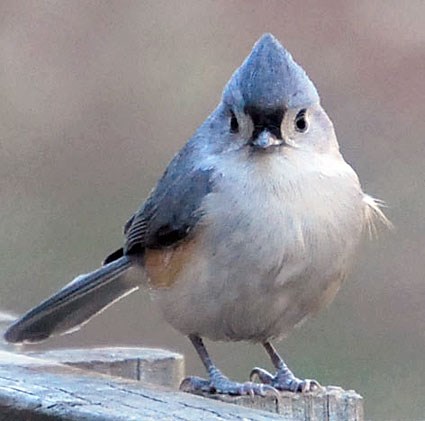 http://www.allaboutbirds.org/guide/PHOTO/LARGE/tufted_titmouse_5.jpg