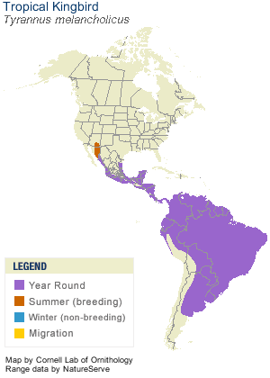 Tropical Kingbird Range Map