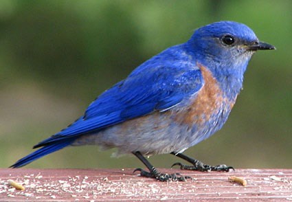 Blue Birds on Western Bluebird  Identification  All About Birds   Cornell Lab Of