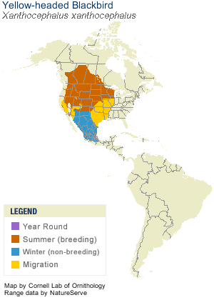Yellow-headed Blackbird Range Map