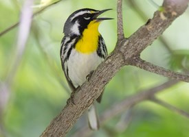 Yellow-throated Warbler Photo