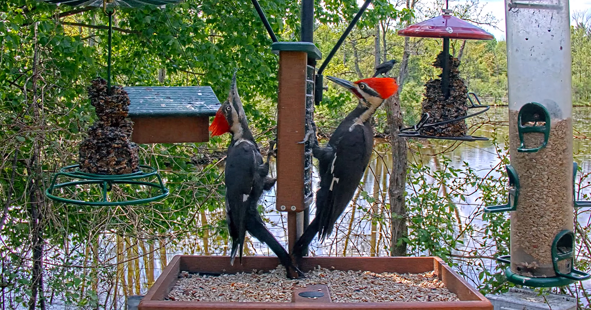 Bird Feeder Cameras
