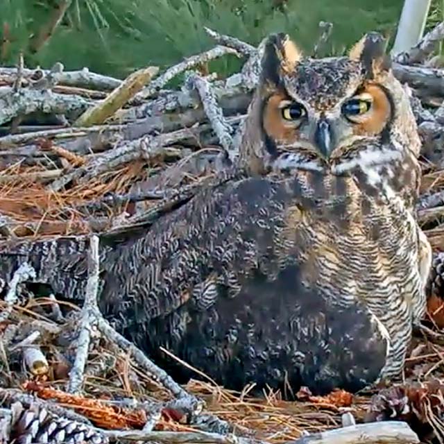 Great Horned Owl sitting on stick nest, looking at camera