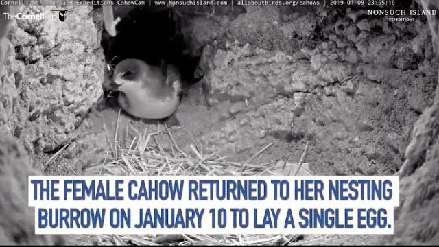Cahow Cam Season Begins As Female Returns And Lays An Egg