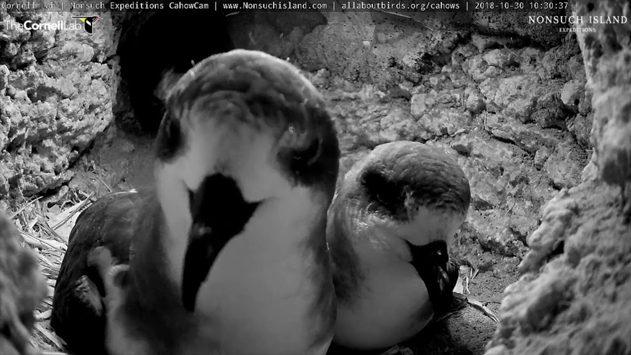 Courting Cahows Return Prior To 2019 Nesting Season