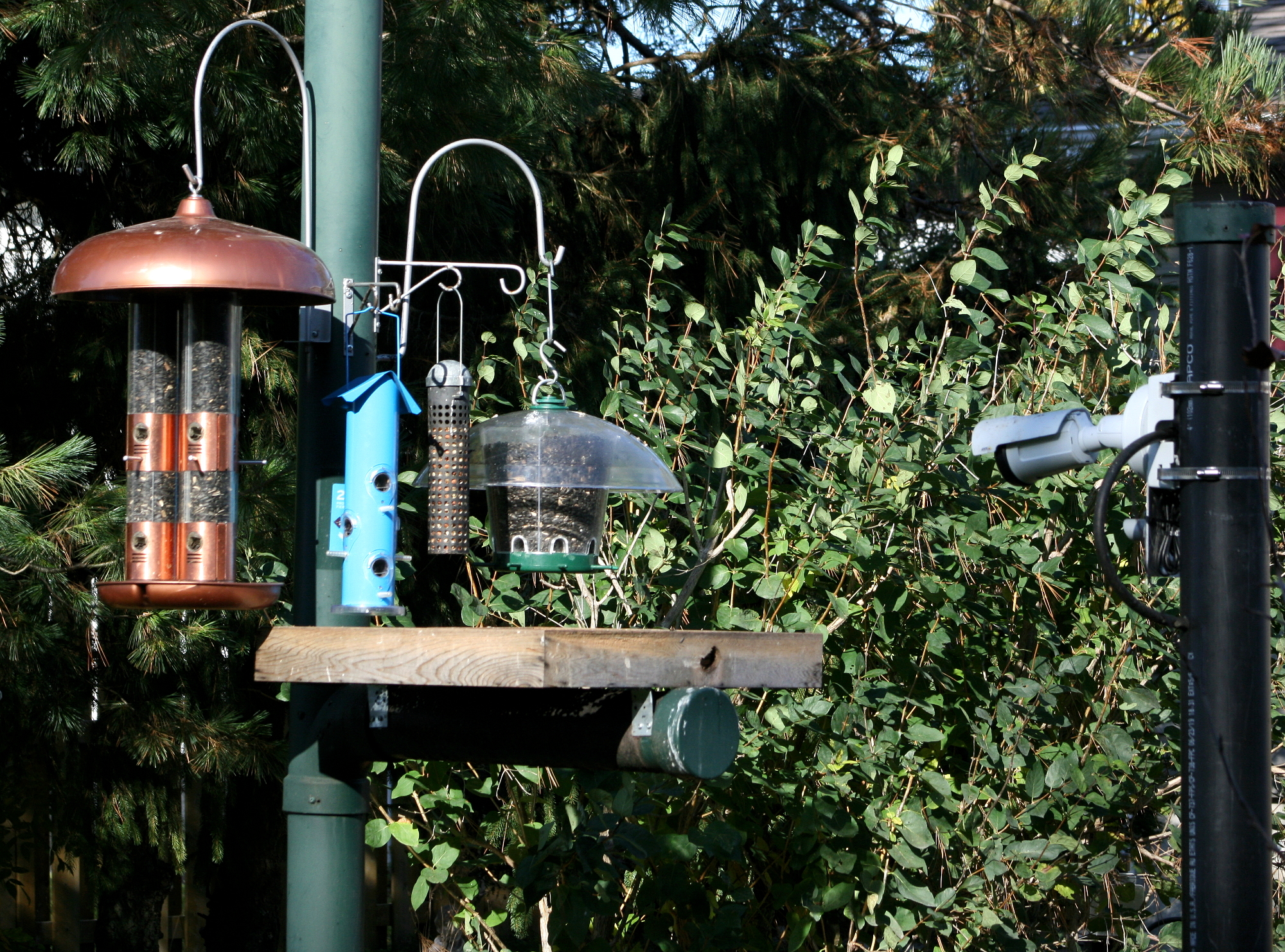 Ontario FeederWatch Cam - Cornell Lab Bird Cams Cornell Lab Bird Cams