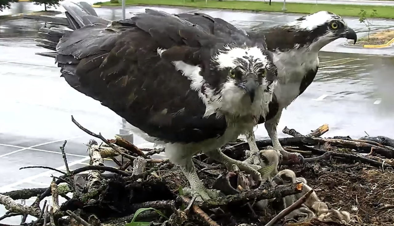 Osprey parents with chicks