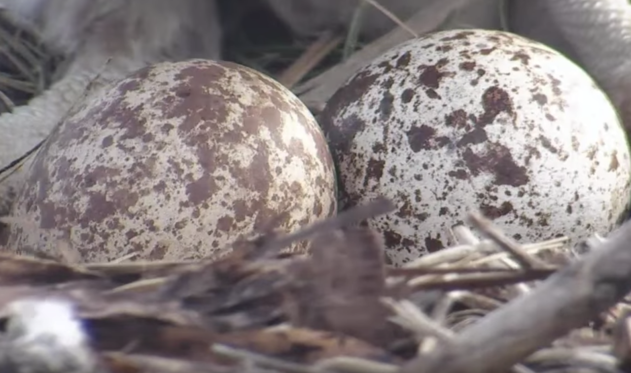 Egg Consumed At Nest