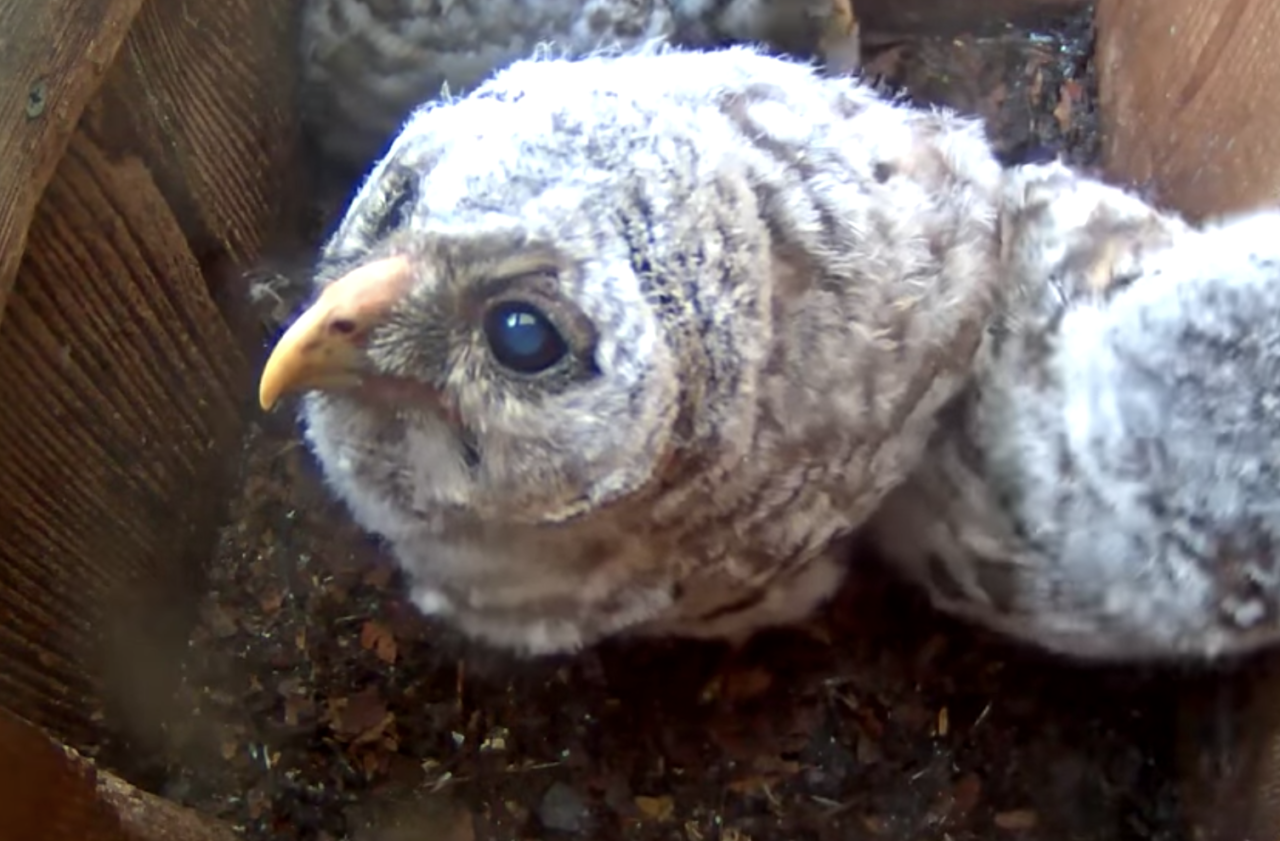 The First Owlet Has Fledged On WBU Barred Owl Cam