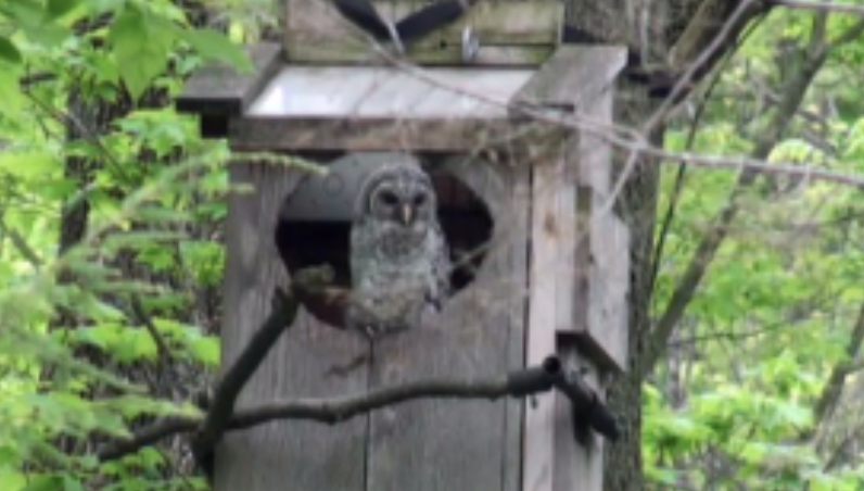 Owlets Leaves the Nest Box
