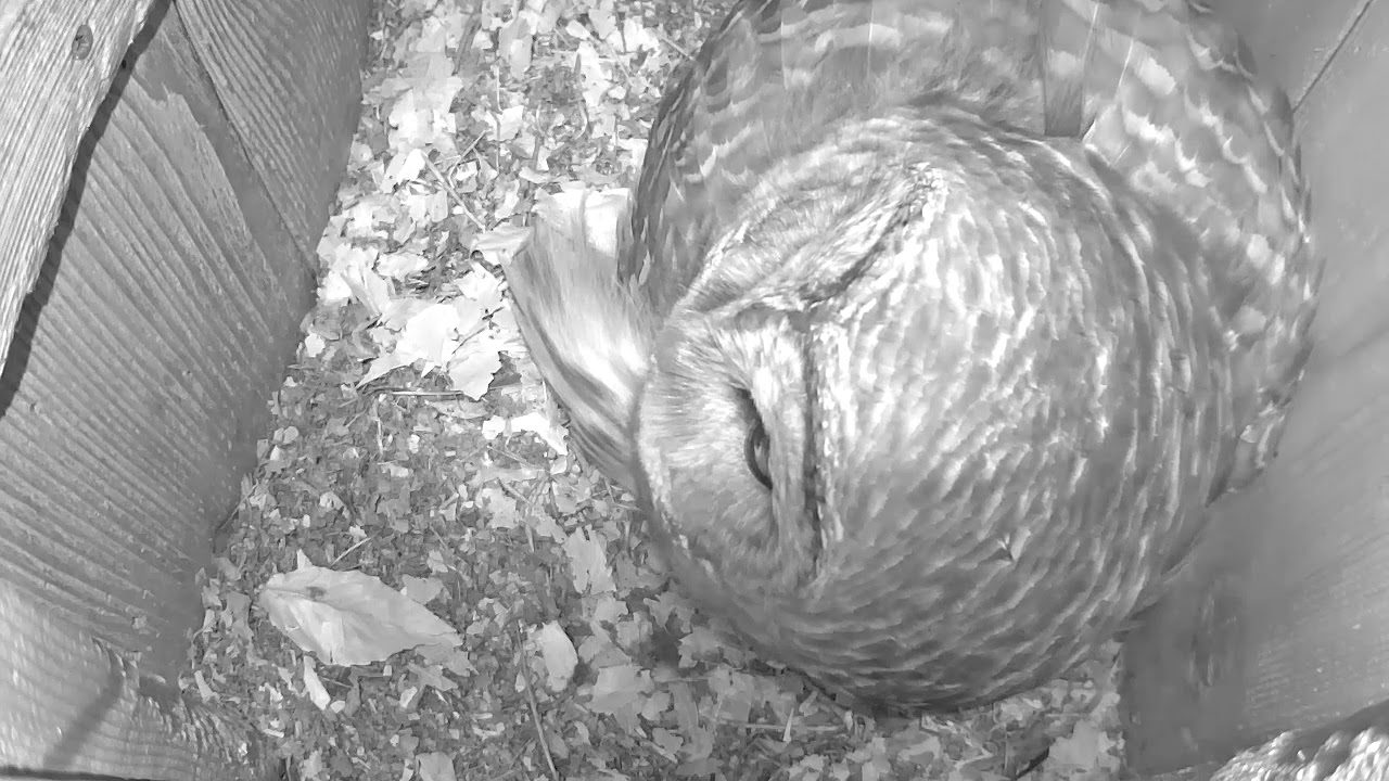 Barred Owl Female Lays Egg #3