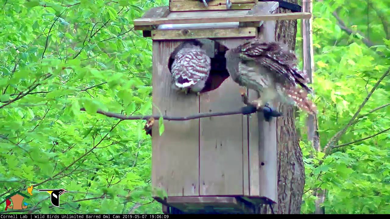 First Owlet Fledges From Barred Owl Nest