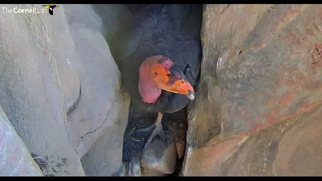 California Condor Cam Goes Live To The Public